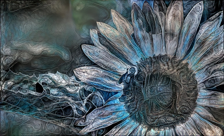 Blue Sunflower