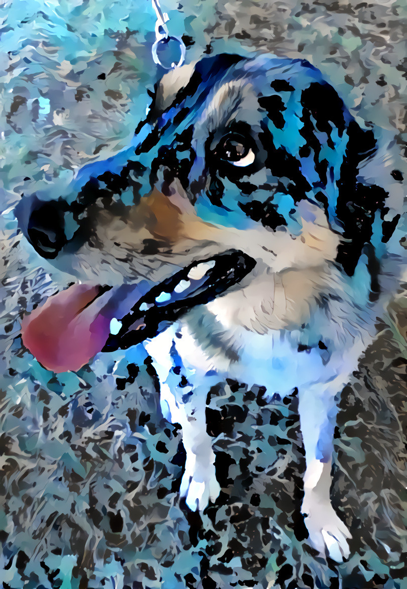 Japanese Fall Festival - Australian cattle dog mix with some color highlights for the occasion