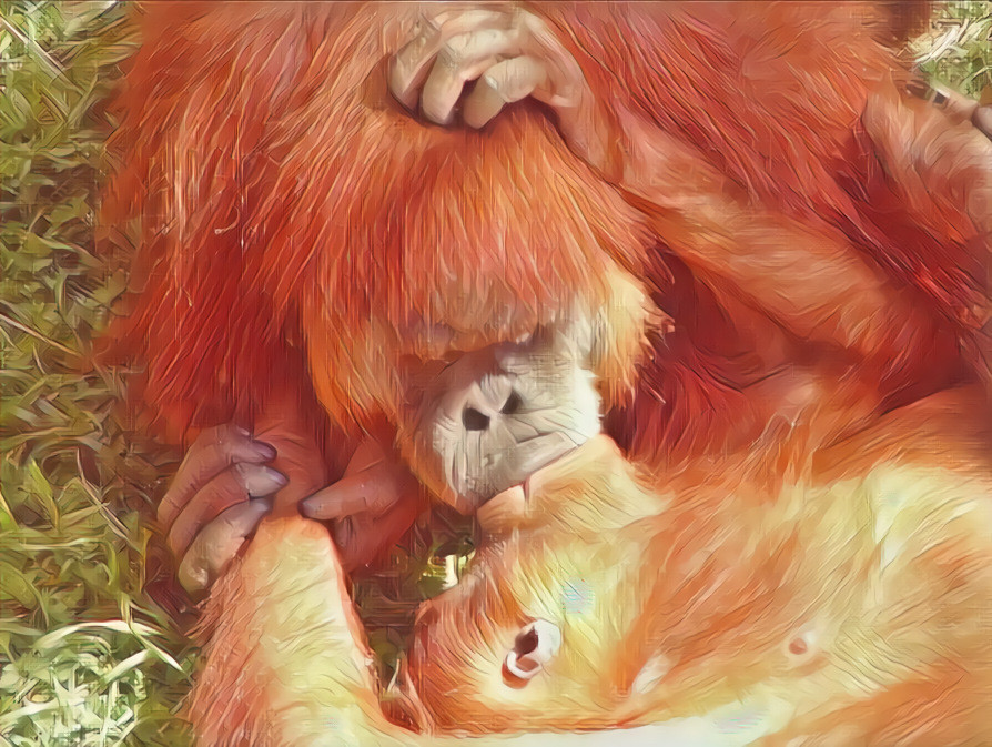 Orangutan kiss