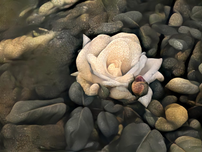 Stone Rose