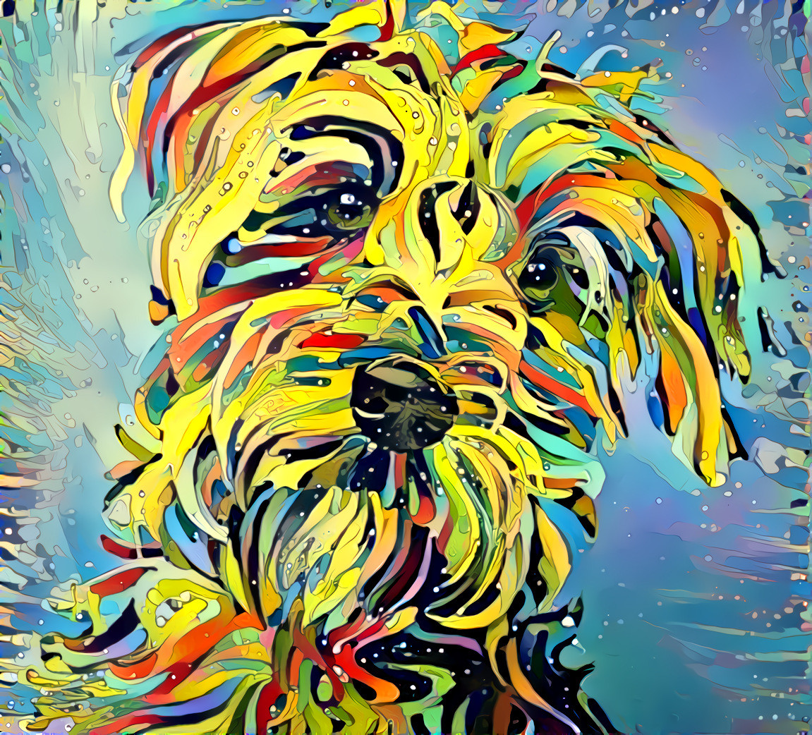 colorful dog