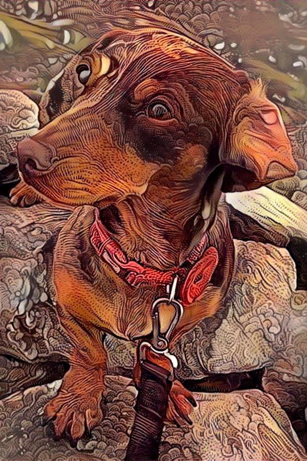my dachshund