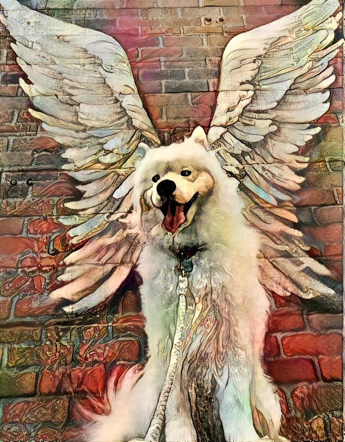 Man's Best Friend is an Angel