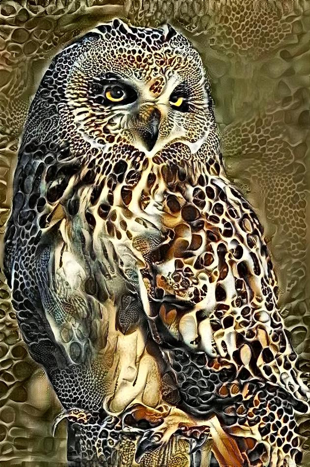 The Owl