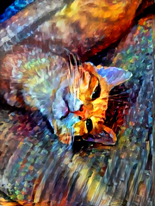 Baby cat in oil