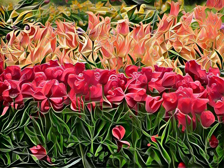 Tulips