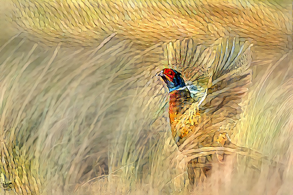 Ring-necked Pheasant