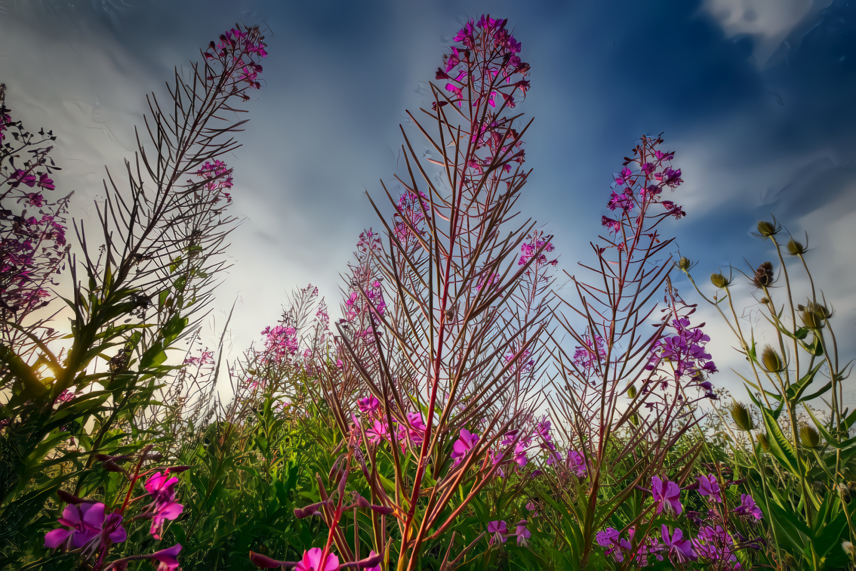 Meadow Wild Flower