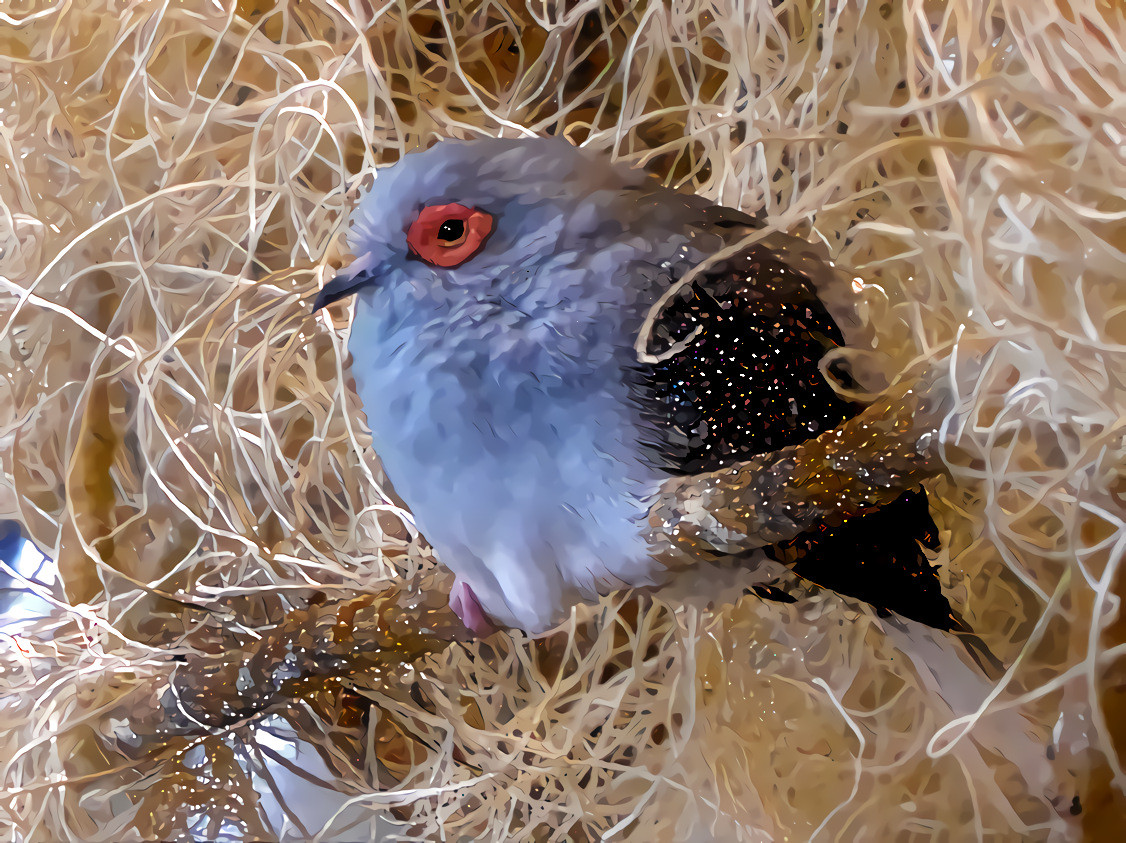 A Caged Bird, out of place in Kansas City, Missouri