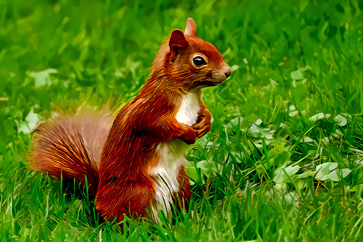 Red Squirrel