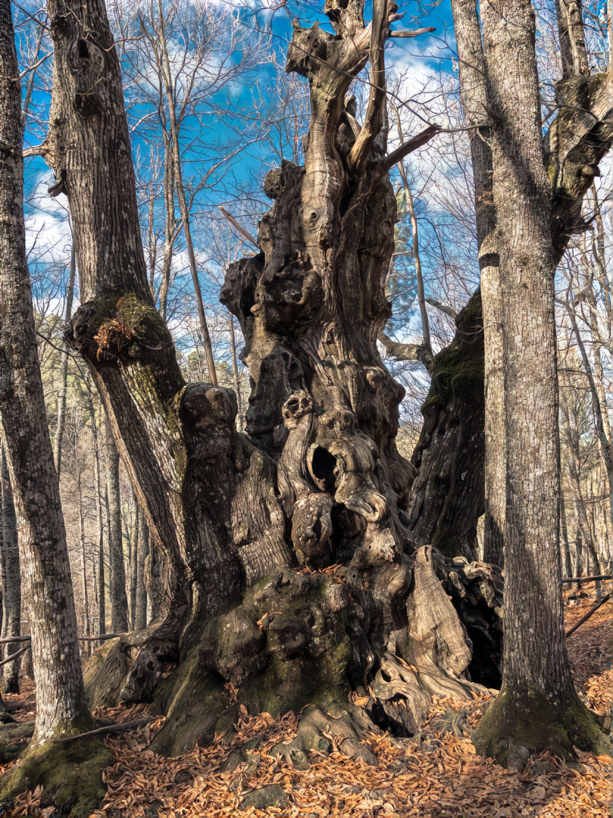 Old Centenary Brown Oak