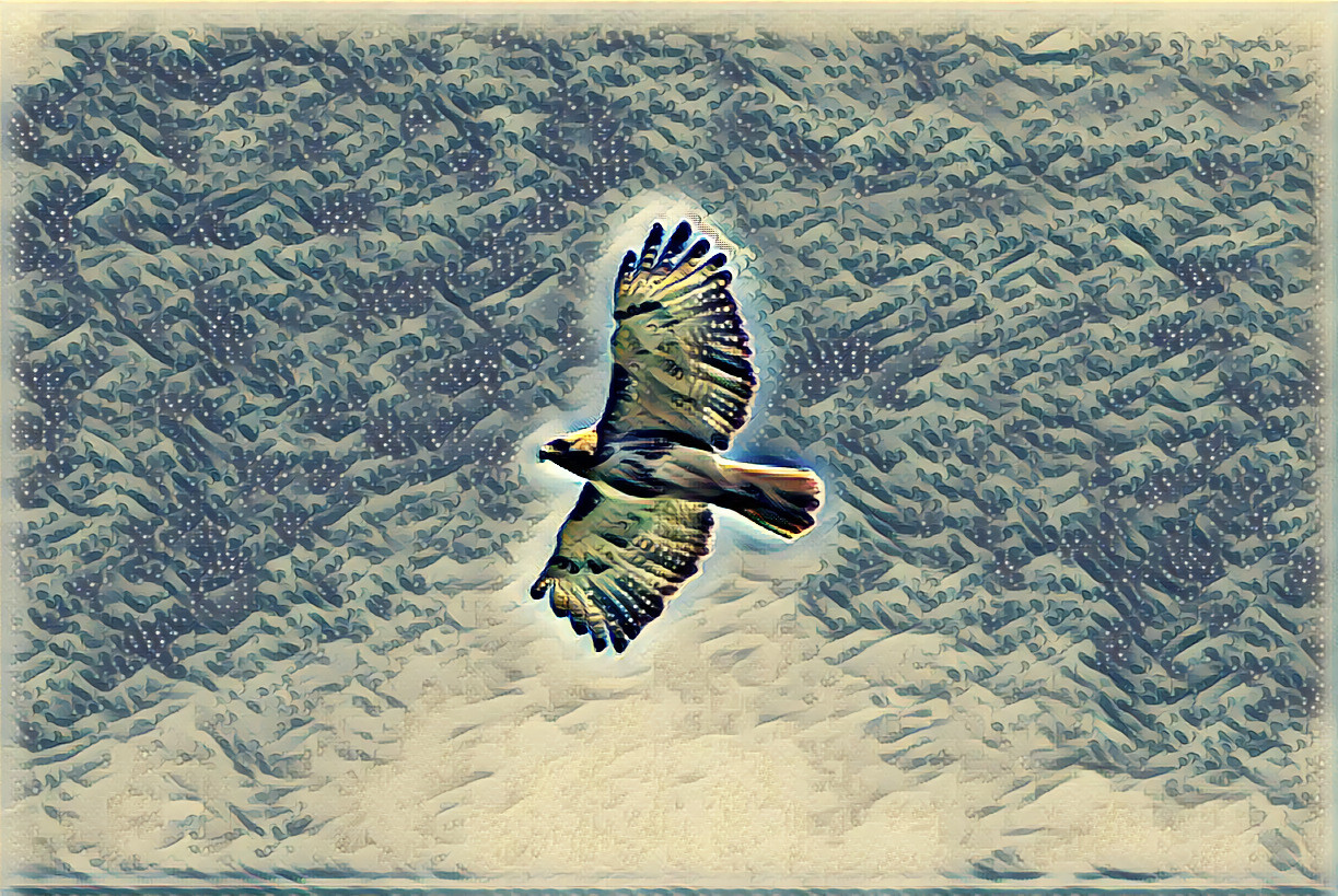 Red-tailed Hawk