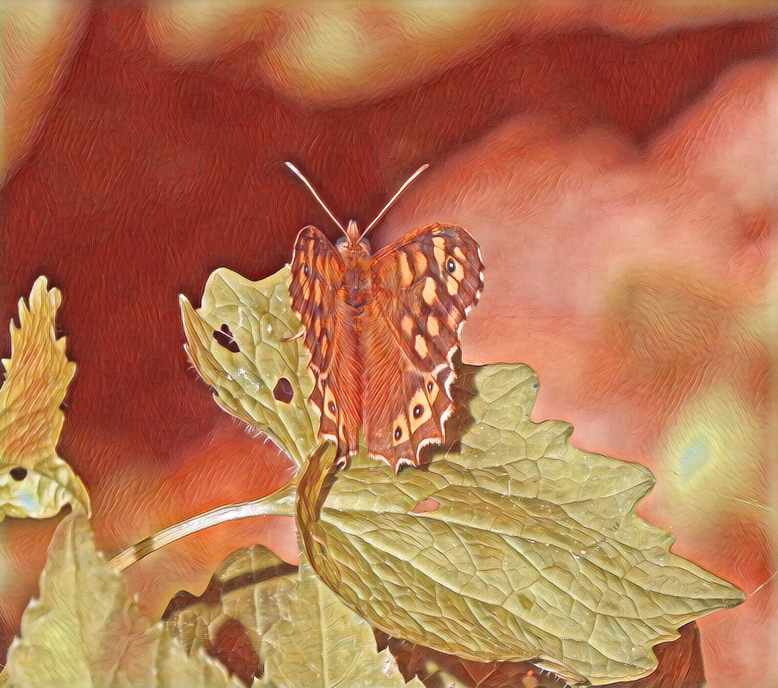 Meadow brown, photo taken in our garden.