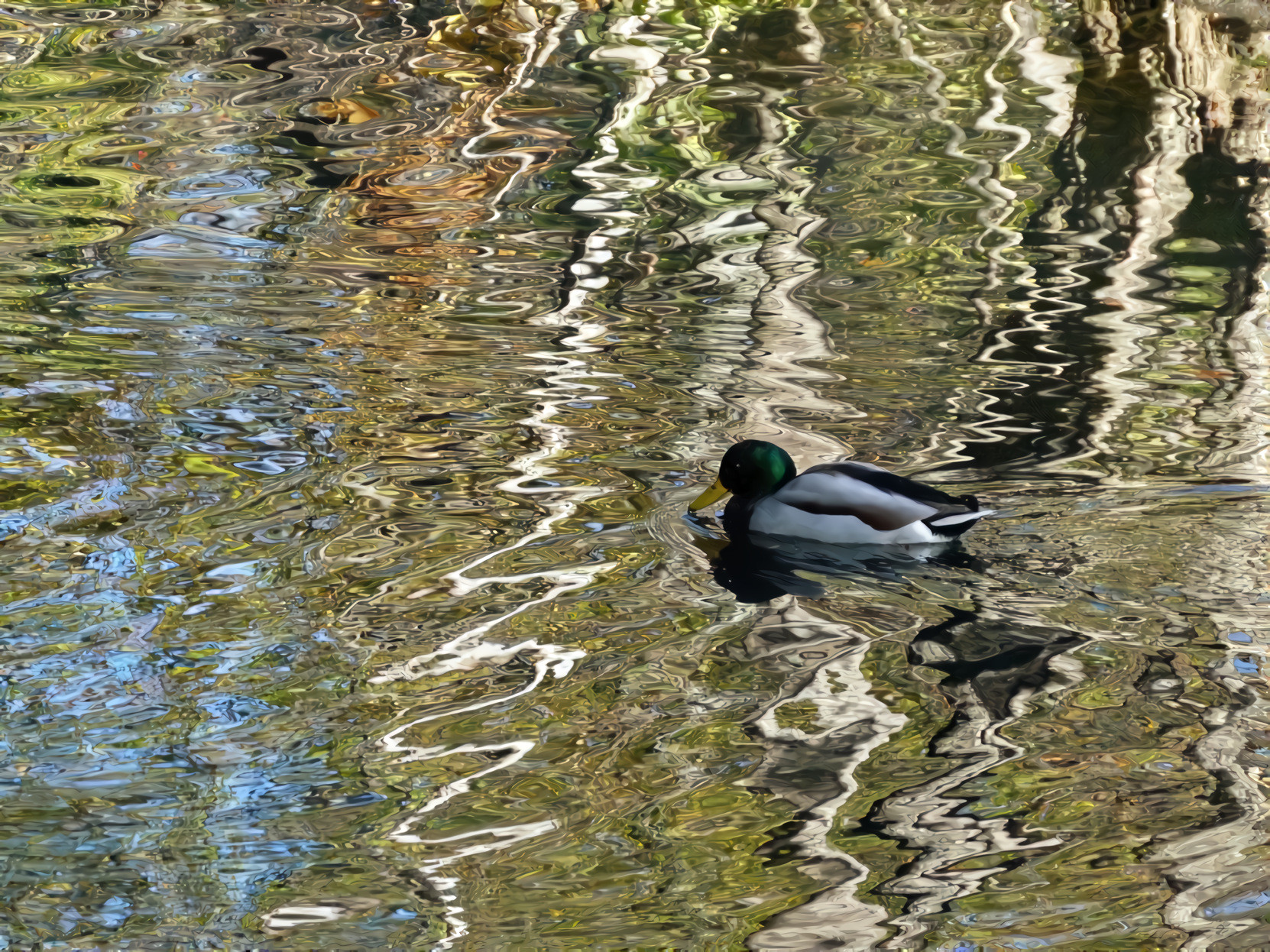 Duck in the Rippled Water