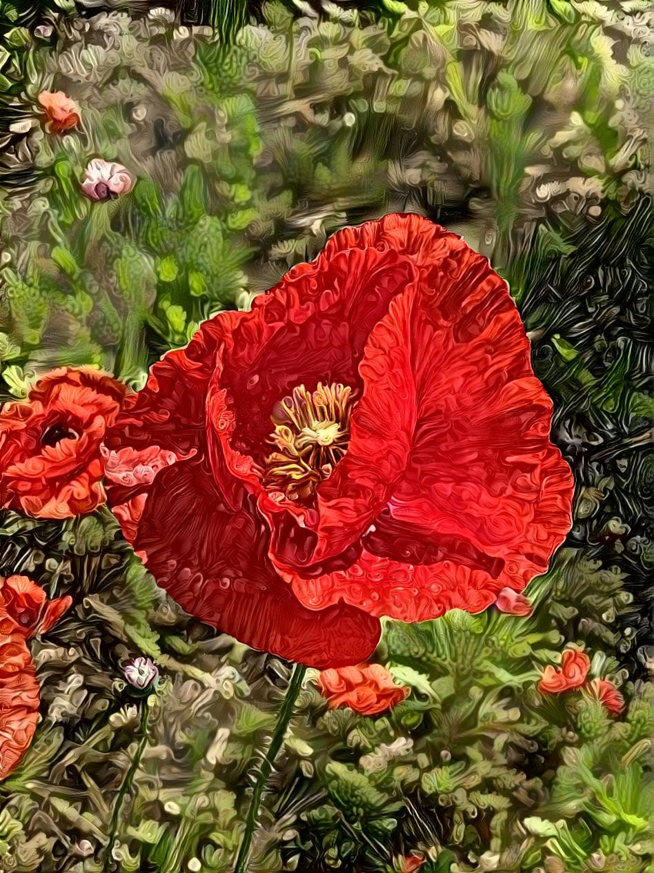 Poppy Remembrance