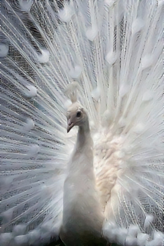 White Peacock