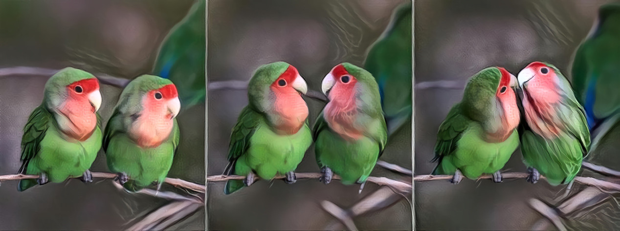 Rosy-faced_lovebirds