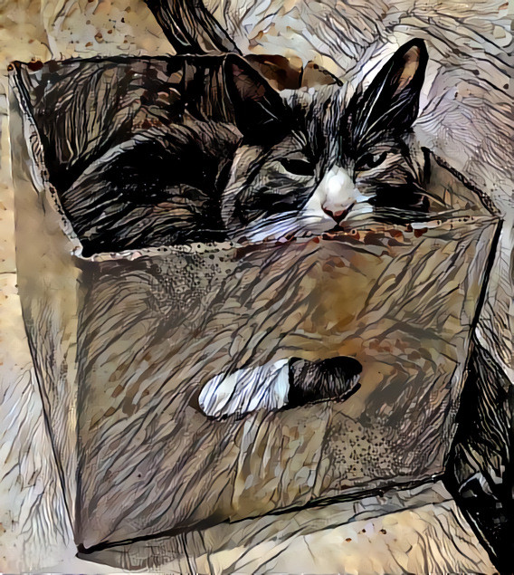 Cat in a box