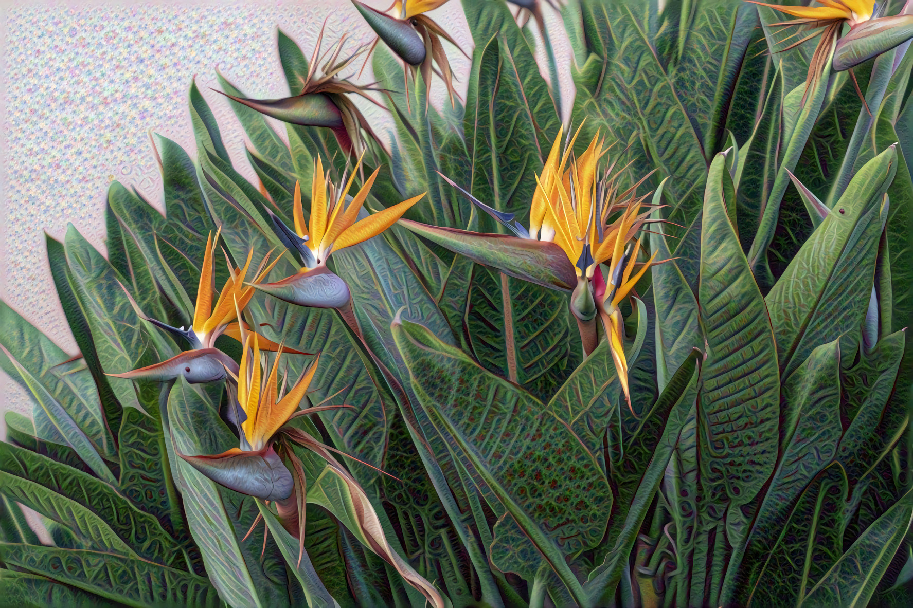 Birds of Paradise, tropical flowers