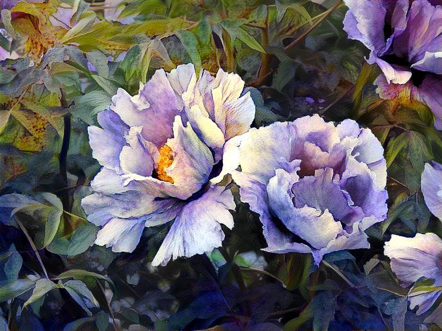 Peony in Blue Hue