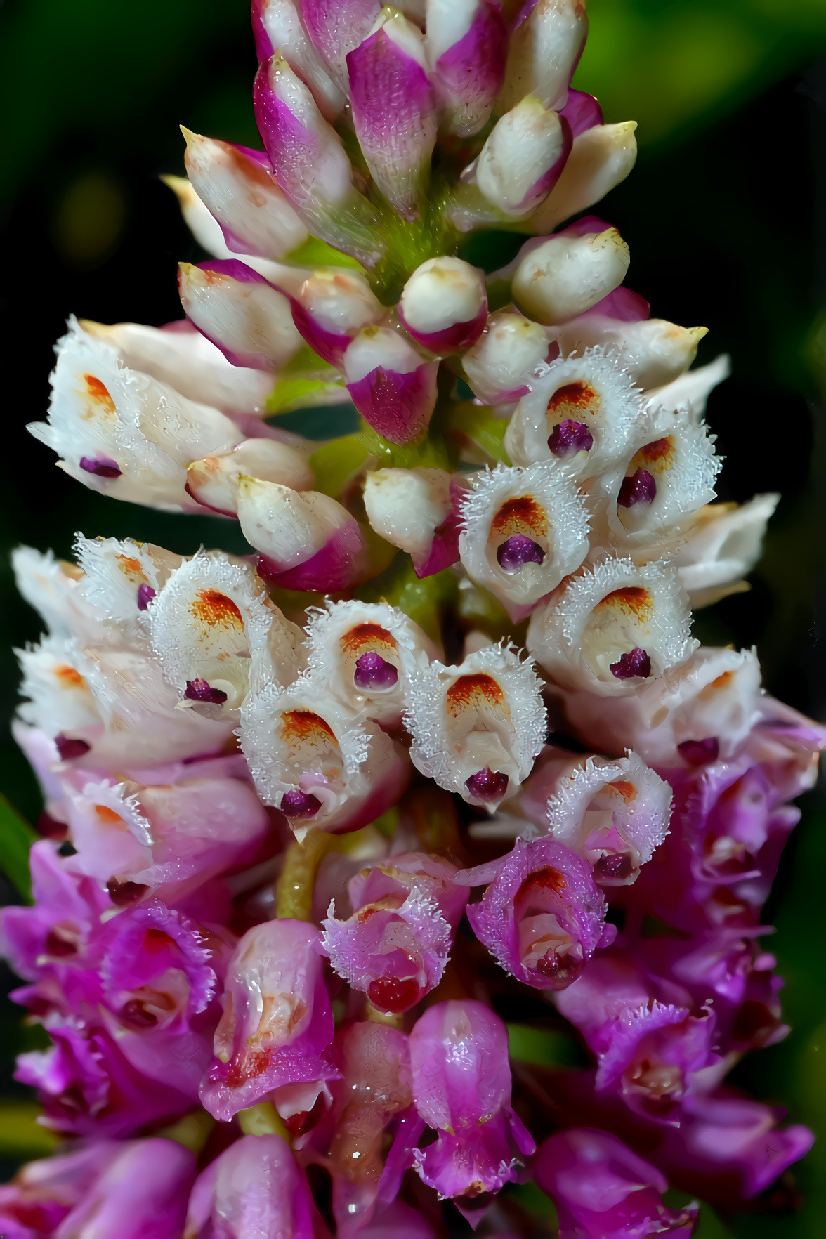 Forest Flower Orchids 