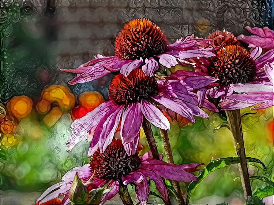 Echinacea