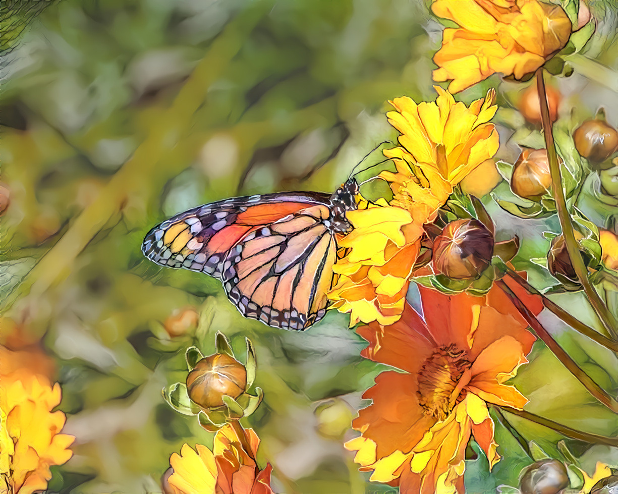 Monarch Butterfly