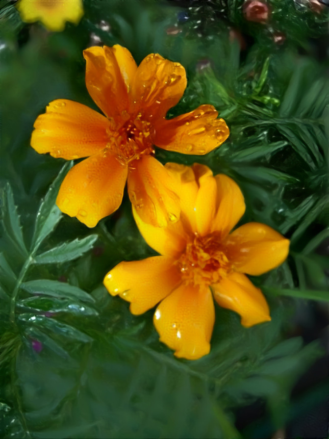 shiny marigold