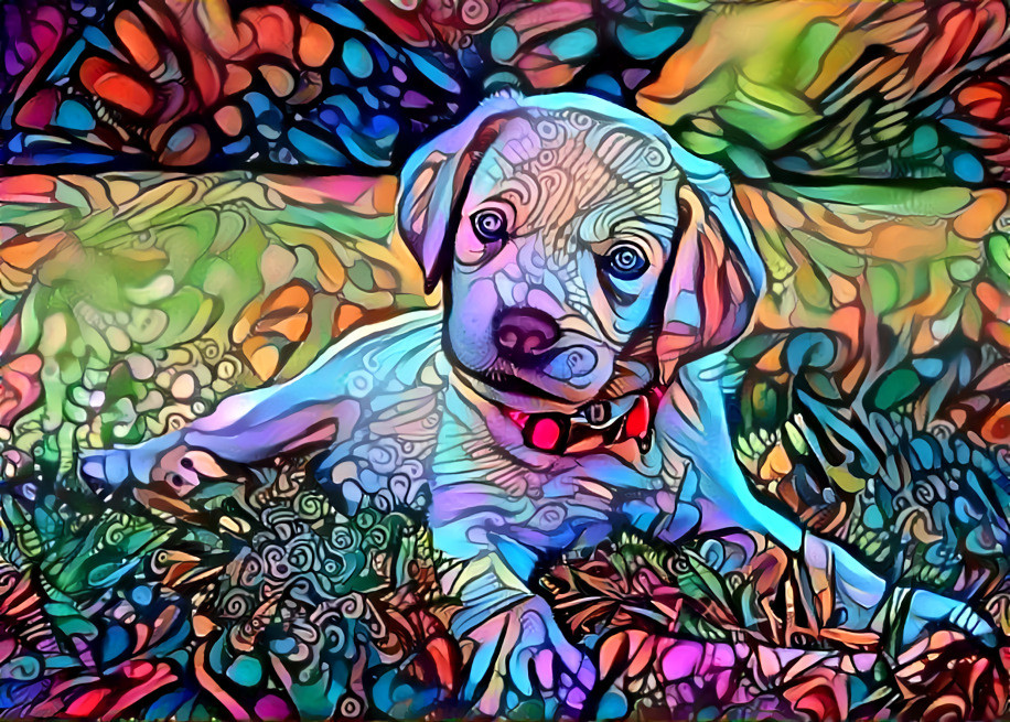 Trippy Dog