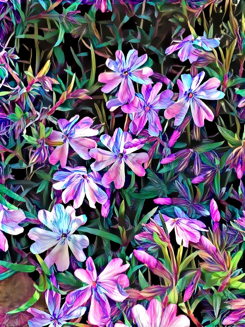 Phlox