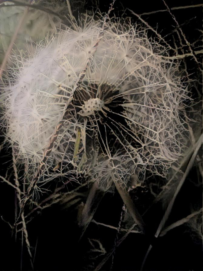 Dandelion 2