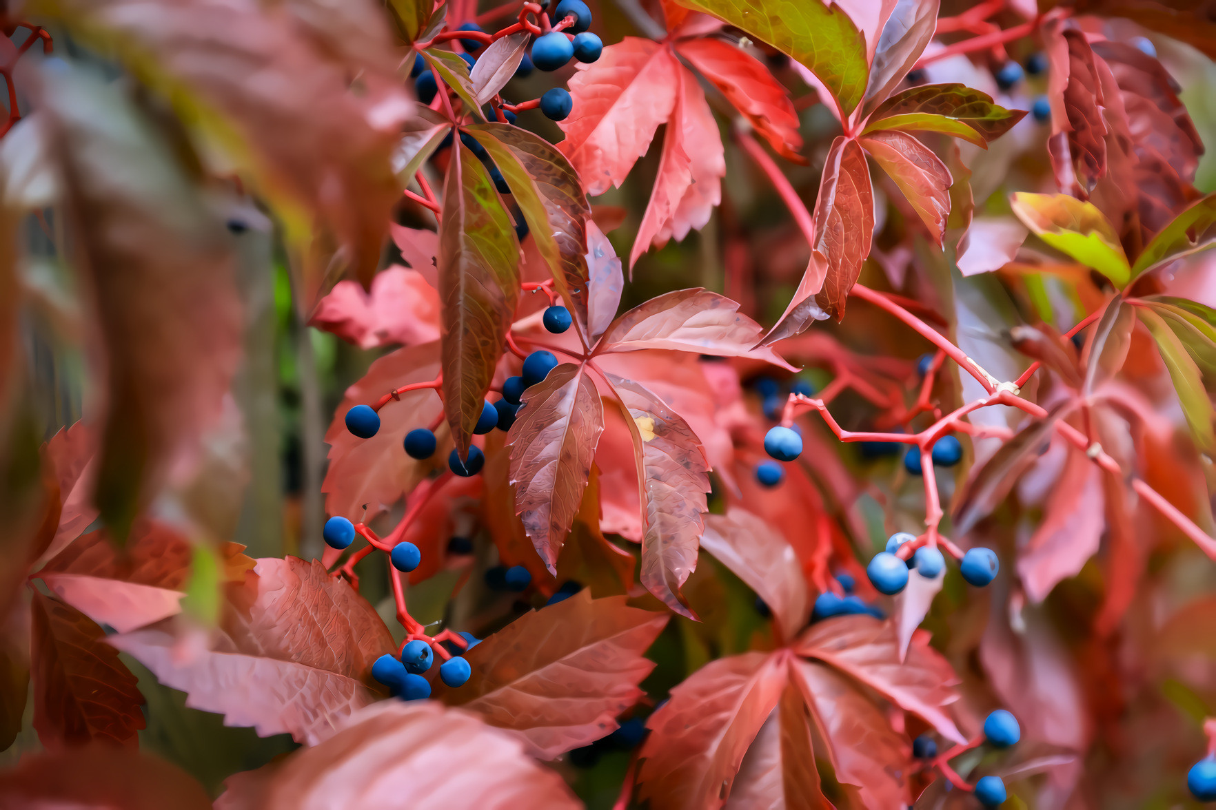 Blue Berries, Red Leaves