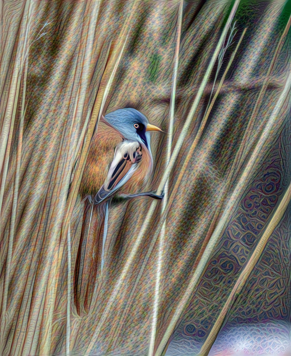 Bearded Reedling