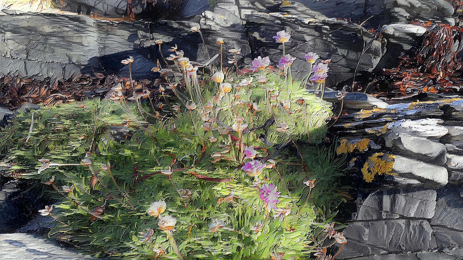 flowers and rocks Colonsay 2