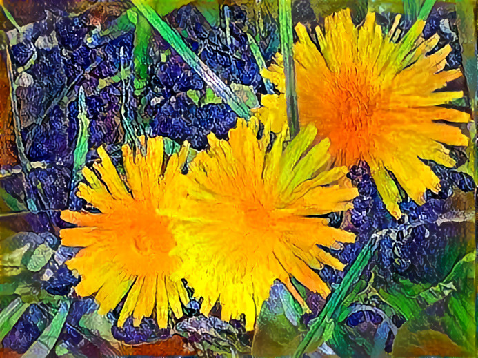 Dandelions