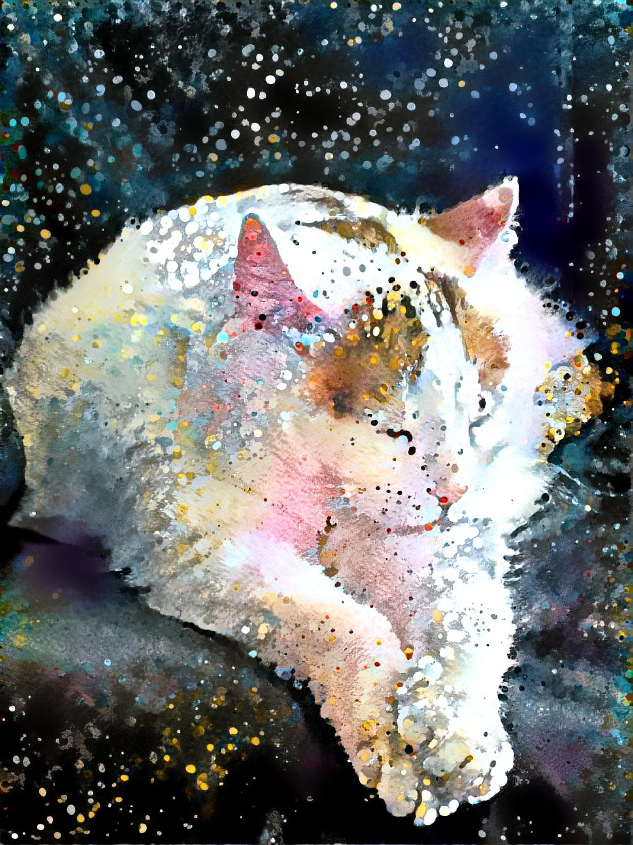 Starry Starry Cat