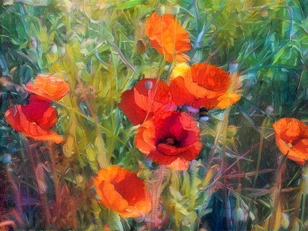 Poppies