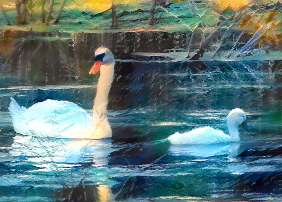 Mother & Baby Swan - Reflections