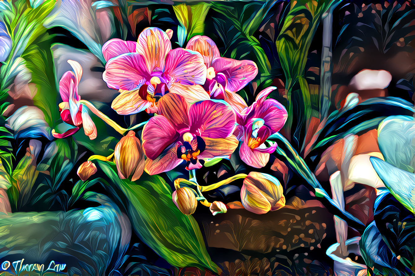 Orchids