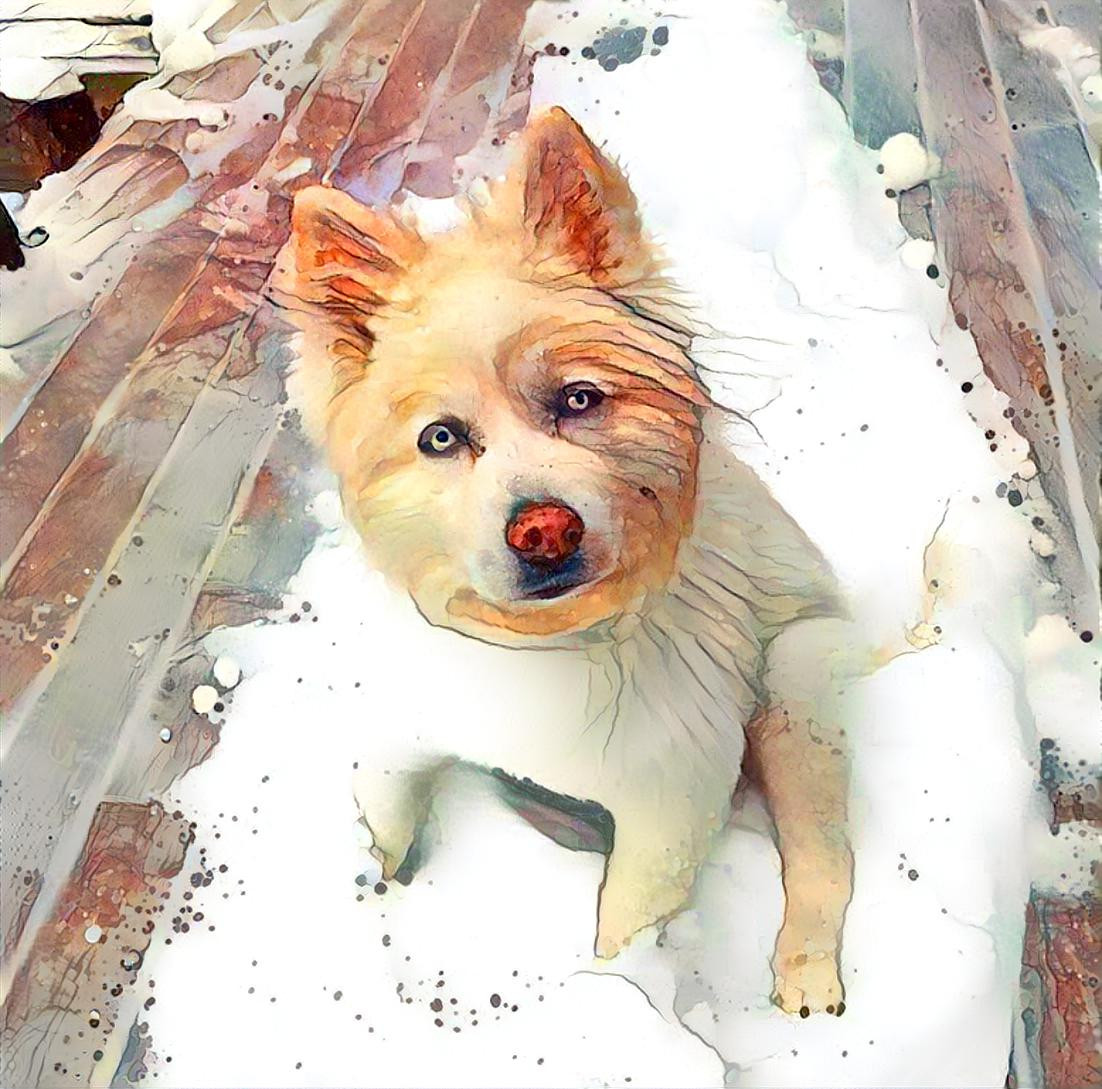 Pupsicle (snow dog)