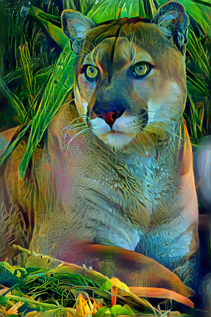 Florida Panther 2