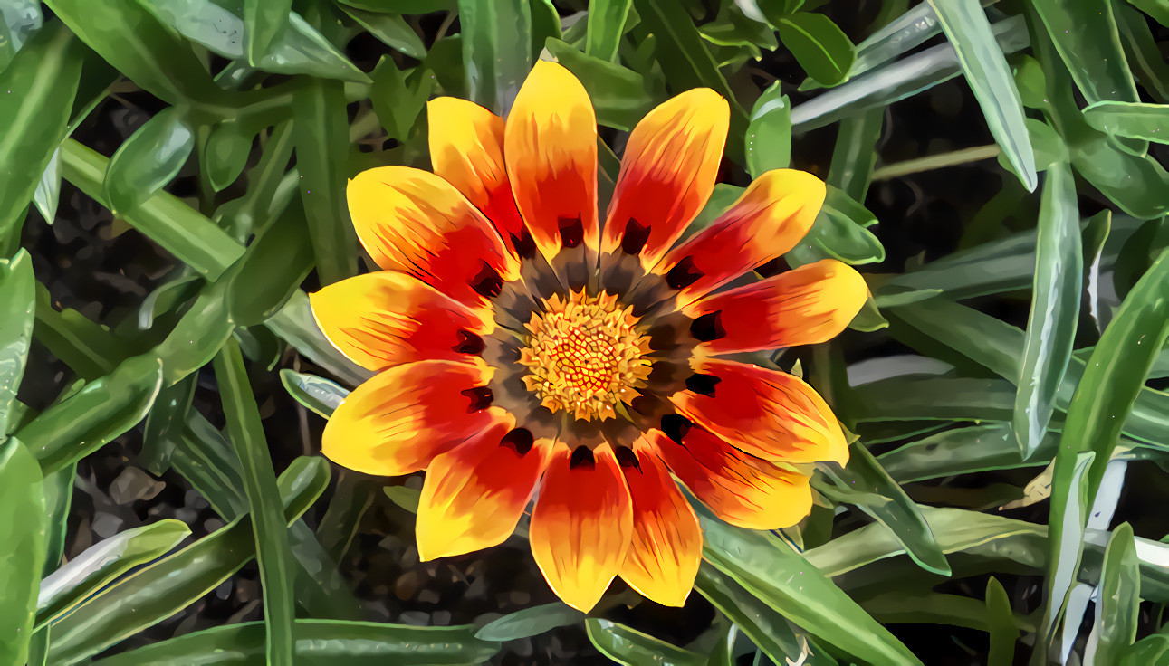 Gazania