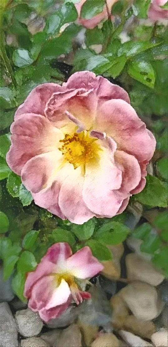 A Wild Deep Dreamed Rose