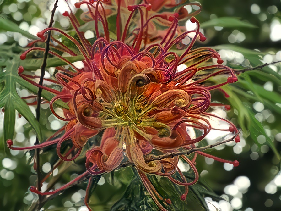 Grevillea Australia