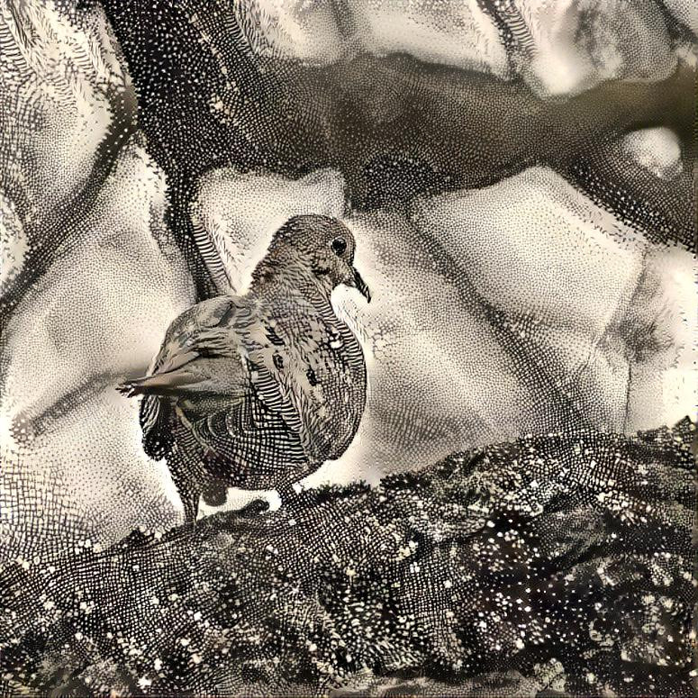 Mourning dove 